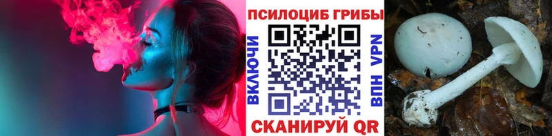 закладка  Моздок  Псилоцибиновые грибы Psilocybine cubensis 